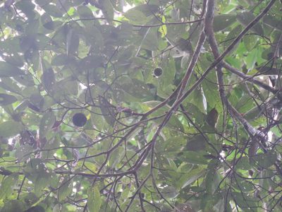 Apeiba tibourbou