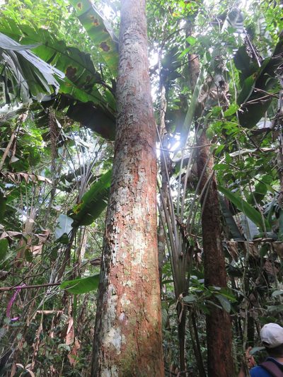 Osteophloeum platyspermum, photographed by Vincent A. Vos