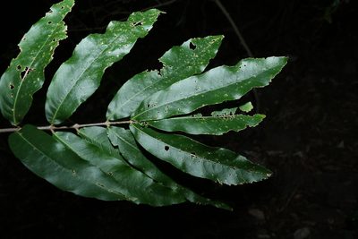 Bosistoa pentacocca, photographed by Greg Tasney