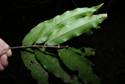 Bosistoa pentacocca, photographed by Greg Tasney