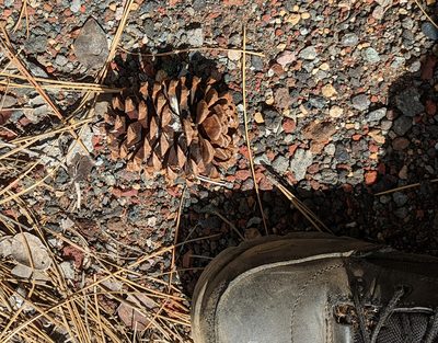 Pinus ponderosa, photographed by Dominic Gentilcore