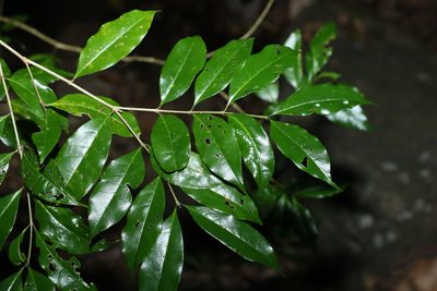 Olea paniculata, photographed by Greg Tasney