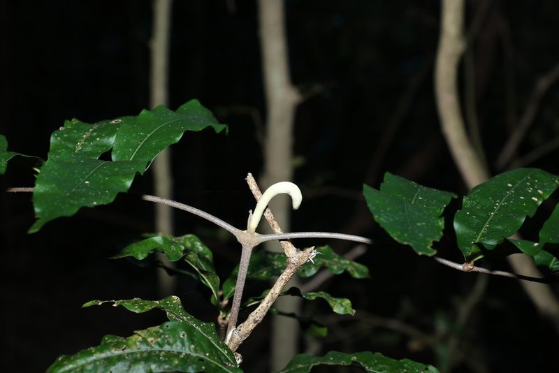 Bosistoa pentacocca, photographed by Greg Tasney