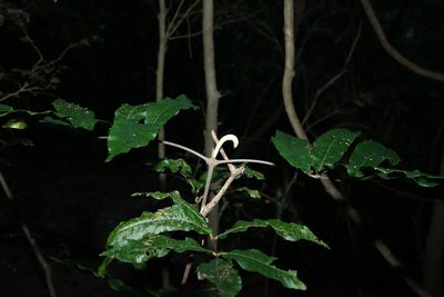 Bosistoa pentacocca, photographed by Greg Tasney