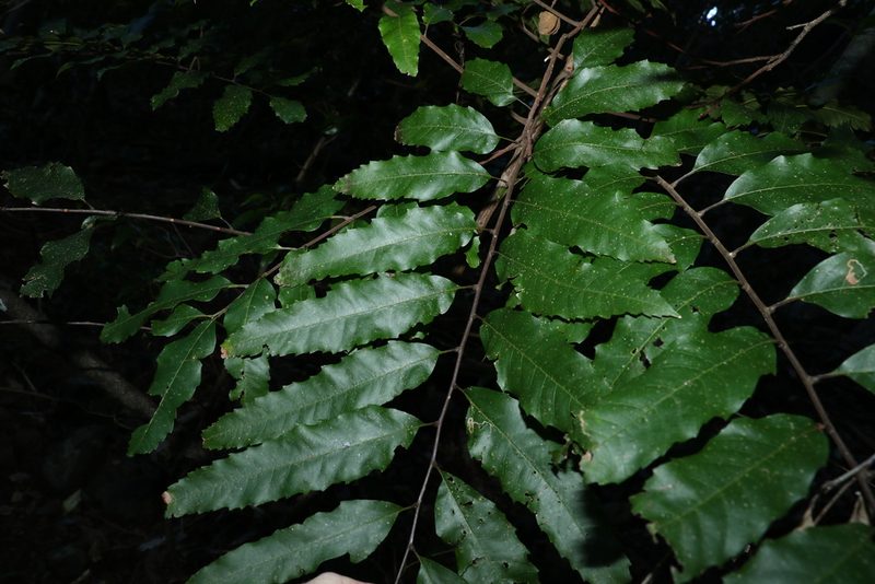 Cupaniopsis newmanii, photographed by Greg Tasney