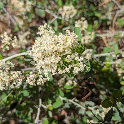 Ceanothus cordulatus, photographed by Dominic Gentilcore