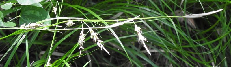Carex cherokeensis, photographed by saltyhiker