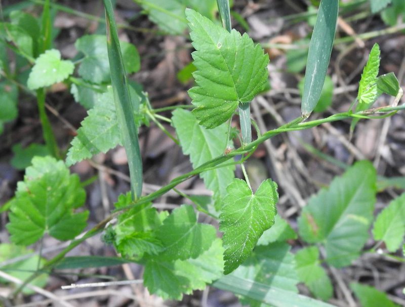 Tragia urticifolia, photographed by saltyhiker