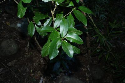 Croton acronychioides, photographed by Greg Tasney