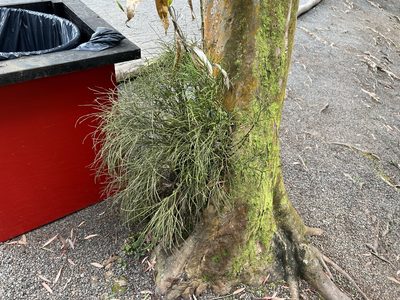 Psilotum nudum