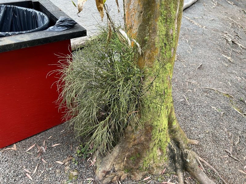 Psilotum nudum, photographed by Djibo Zanzot