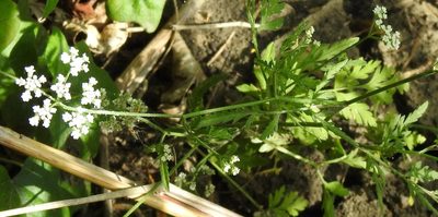 Torilis arvensis, photographed by saltyhiker