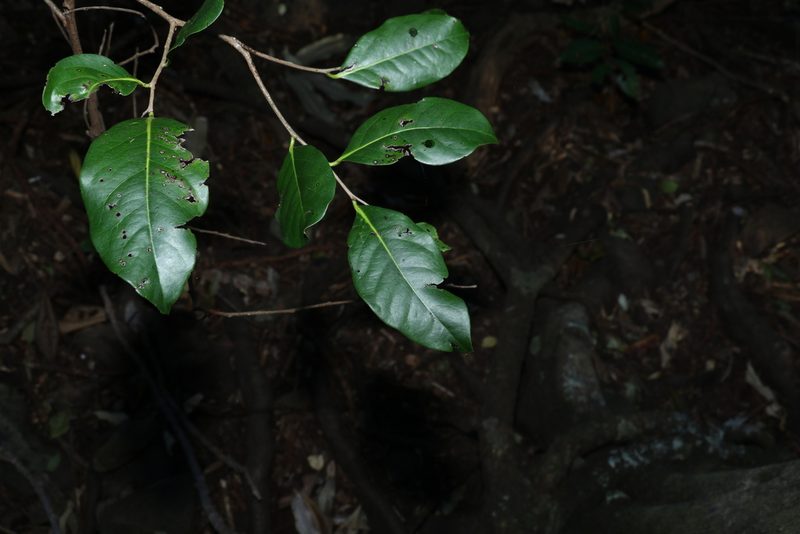 Diospyros fasciculosa, photographed by Greg Tasney