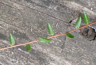 Vaccinium oxycoccos, photographed by CatherineK