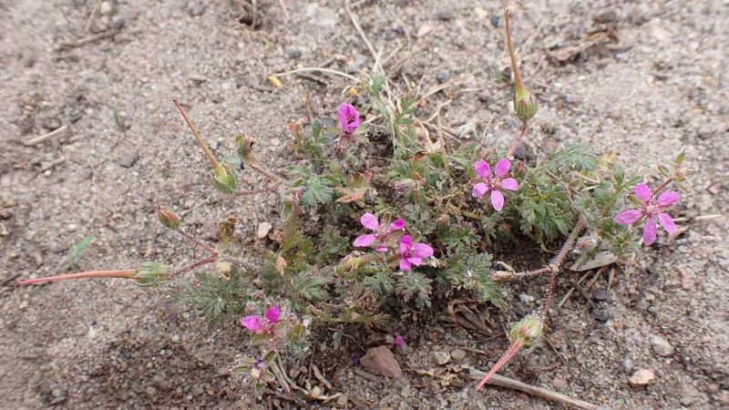 Erodium cicutarium, photographed by Sascha Nunheim