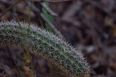 Acanthocereus oaxacensis, photographed by Gary Abner Garcia-Garcia