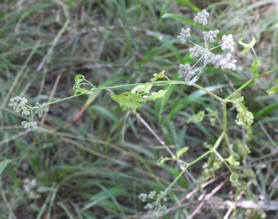 Torilis arvensis, photographed by saltyhiker