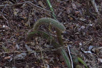 Acanthocereus oaxacensis, photographed by Gary Abner Garcia-Garcia