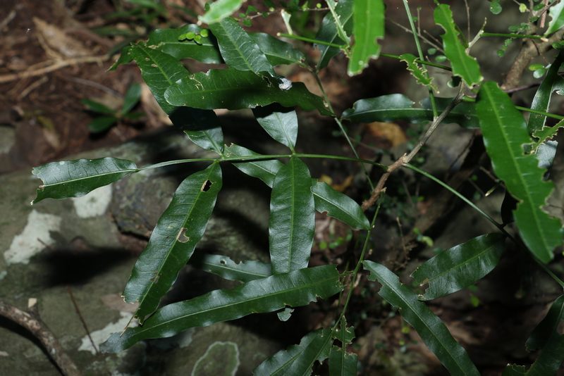 Atalaya salicifolia, photographed by Greg Tasney