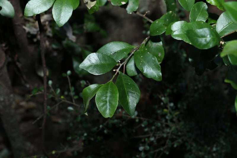 Planchonella myrsinifolia, photographed by Greg Tasney
