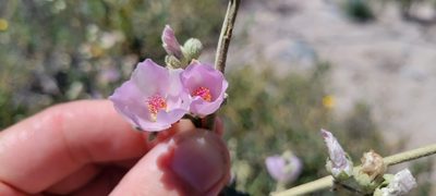 Malacothamnus fasciculatus