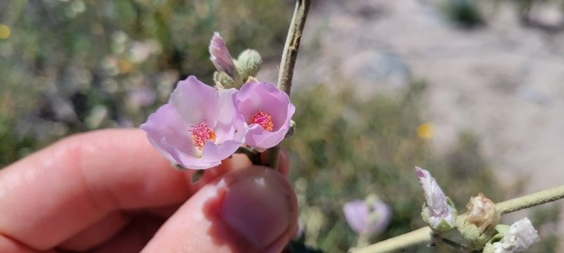 Malacothamnus fasciculatus, photographed by Amthinkia