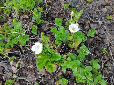 Rubus chamaemorus, photographed by Marina E.
