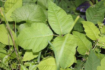 Toxicodendron radicans, photographed by Violet T.