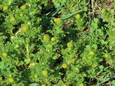 Matricaria discoidea, photographed by Erin Springinotic
