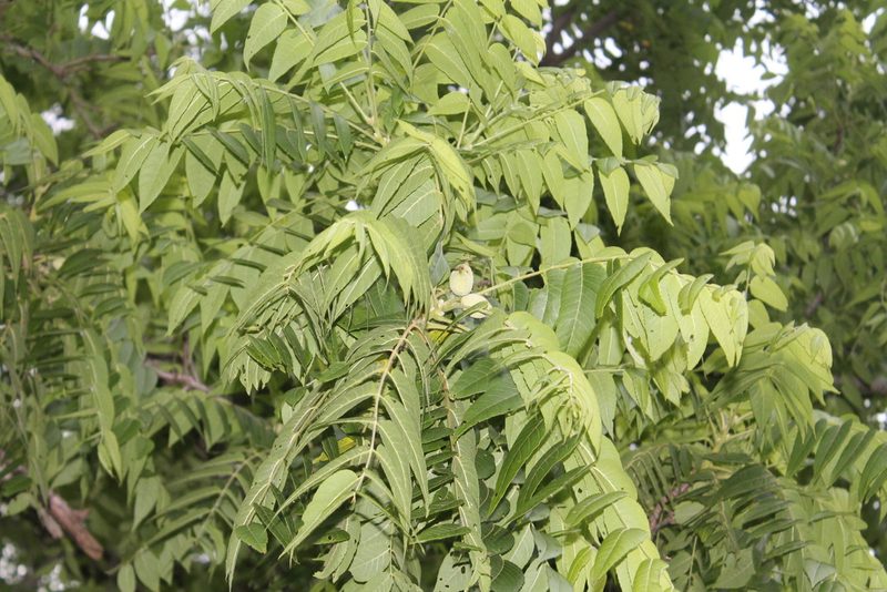 Juglans nigra, photographed by Violet T.