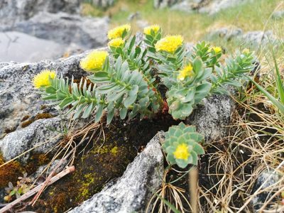 Rhodiola rosea, photographed by Thor-Rune Hansen