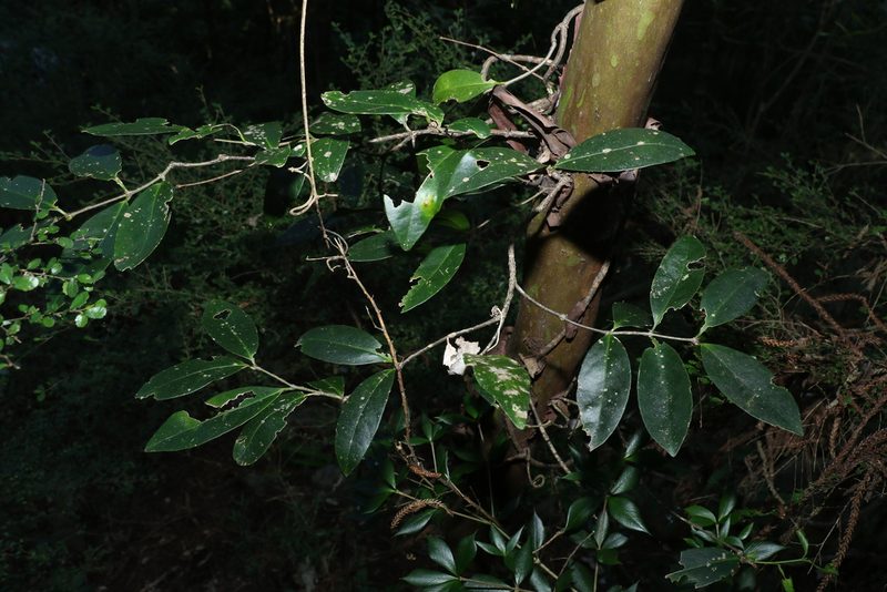 Loeseneriella barbata, photographed by Greg Tasney