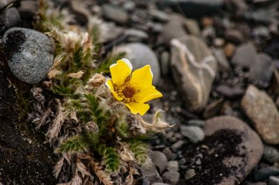 Geum glaciale, photographed by Алексей Логинов