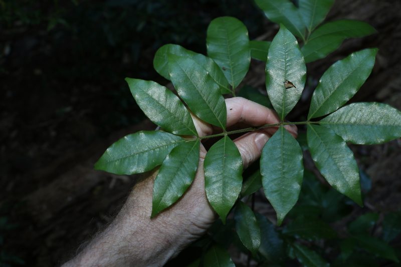 Bouchardatia neurococca, photographed by Greg Tasney