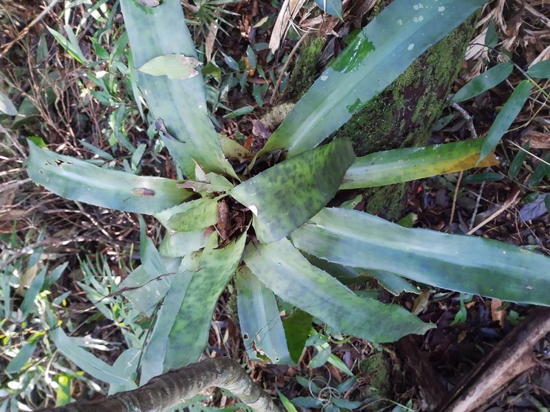 Edmundoa lindenii, photographed by Diego Dos Anjos Souza