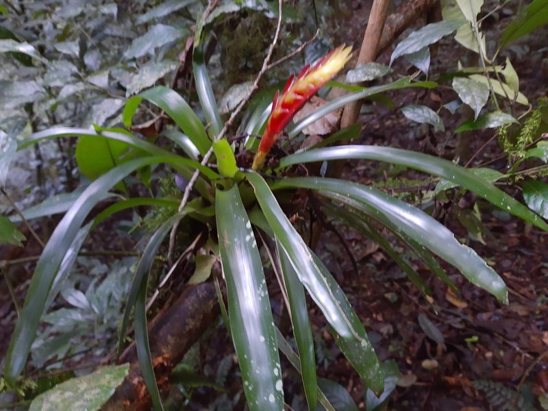 Vriesea incurvata, photographed by Diego Dos Anjos Souza