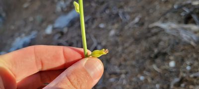 Streptanthus major, photographed by Amthinkia