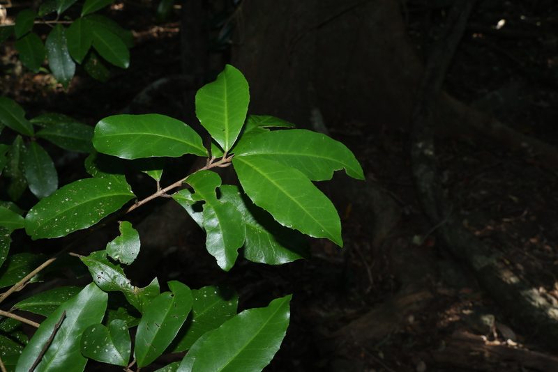 Croton acronychioides, photographed by Greg Tasney