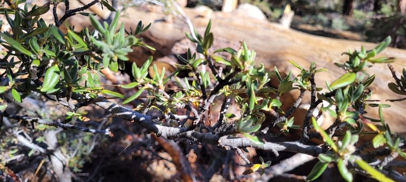 Cercocarpus ledifolius, photographed by Amthinkia