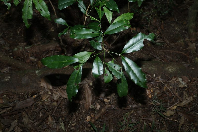 Anthocarapa nitidula, photographed by Greg Tasney