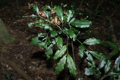 Anthocarapa nitidula, photographed by Greg Tasney