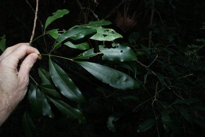 Anthocarapa nitidula, photographed by Greg Tasney