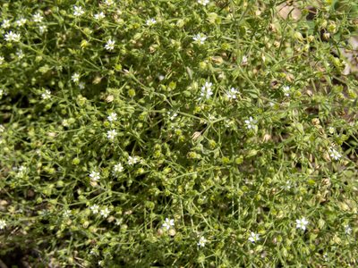 Arenaria serpyllifolia, photographed by Randy A Nonenmacher