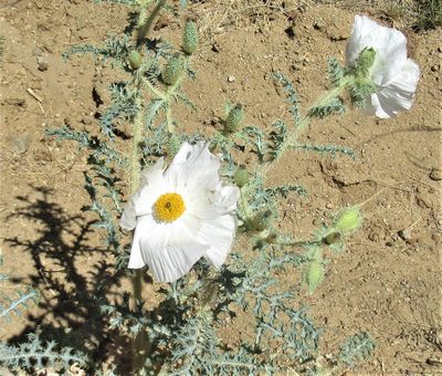 Argemone pleiacantha, photographed by sprcrkwild