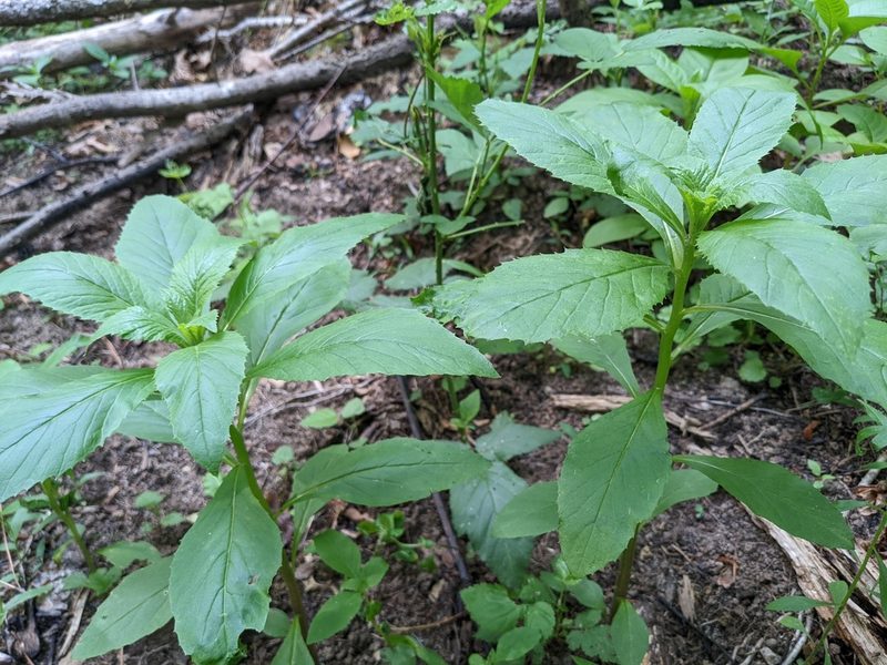 Erechtites hieraciifolius, photographed by stephen