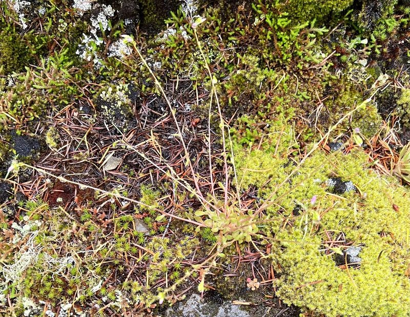 Montia parvifolia, photographed by Judi Sanders