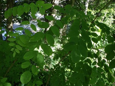 Robinia pseudoacacia, photographed by Natalie Waddell-Rutter