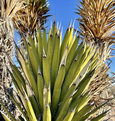 Yucca valida, photographed by Irene
