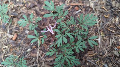 Dicentra uniflora, photographed by Alan Rockefeller