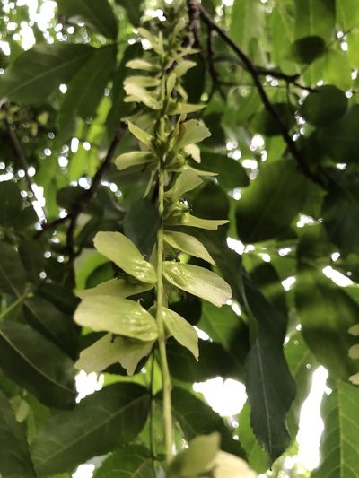 Pterocarya stenoptera, photographed by W Rao